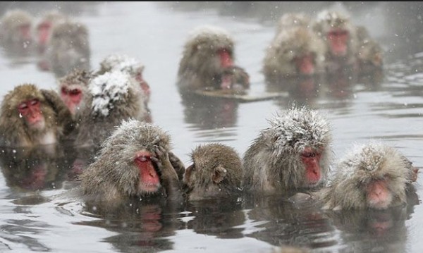 Los populares "monos de nieve" japoneses estrés con aguas termales