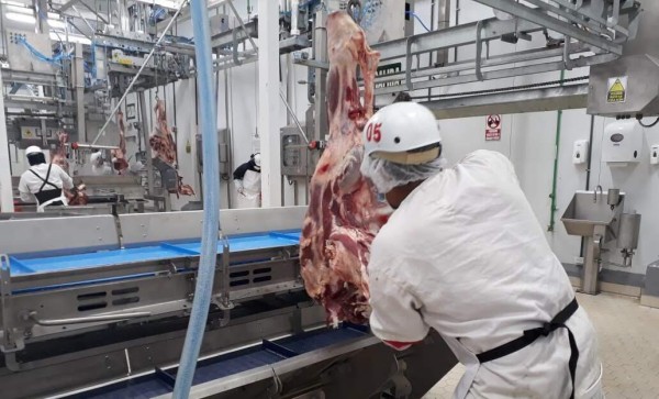 Inicia sacrificio de ganado bovino panameño para exportar carne a China