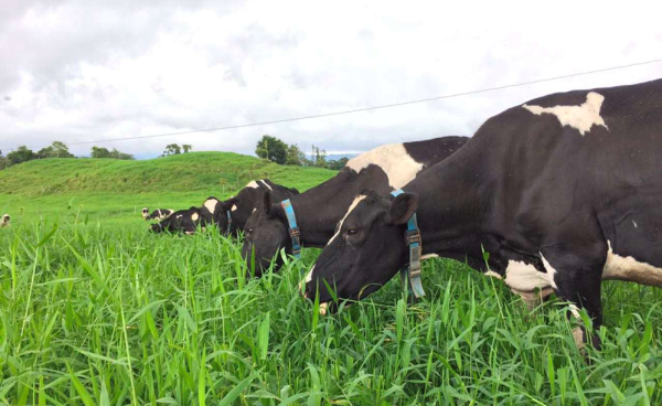 Implementan collares inteligentes para bovinos, tecnología que mejora la producción de leche