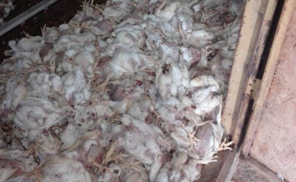 Unos 166 apagones al día afectan gravemente a la avicultura local