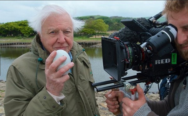 Attenborough, la voz de la nueva serie de Netflix Our Planet