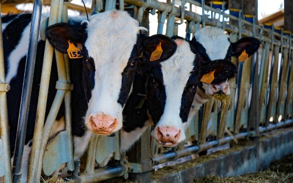 Aprueban decreto que califica la carne de bovino como producto sensitivo para la economía nacional