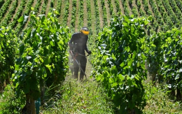 El pueblo francés de Chardonnay quiere salir de la sombra de su ilustre cepa