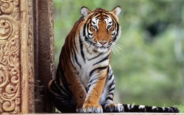 Más de 2.300 tigres abatidos y contrabandeados desde 2000