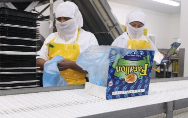 Empresa panameña envía primer embarque de camarones a Estados Unidos