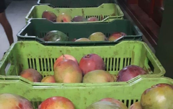 Decomisan 587 cajas con mangos de contrabando en Chiriquí