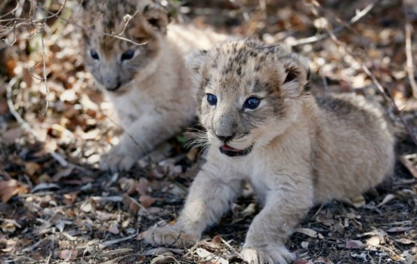 Nacen en Sudáfrica los primeros leones concebidos por inseminación artificial