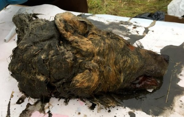 Hallan en Siberia una gigantesca cabeza de lobo de 32.000 años de antigüedad