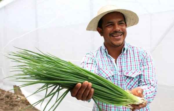 Productores de Coclé se benefician de la implementación de invernaderos