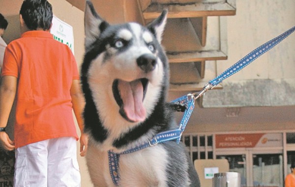 Chinos piden cancelar el festival de carne de perro