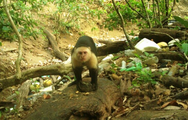 Capuchinos usan piedras para romper caparazón