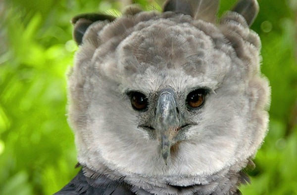 Científicos luchan por conservar el águila harpía en Panamá
