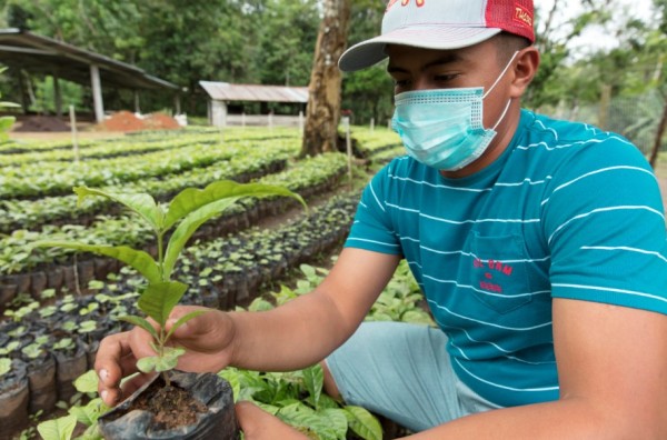 Canal de Panamá recibirá 150 mil plantones de café para reforestar la Cuenca Hidrográfica