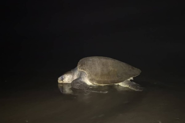 Conociendo las tortugas en Islas Cañas en Los Santos