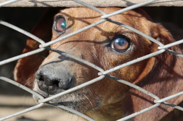 Fiscal: Aumentan los casos de maltrato animal en el país