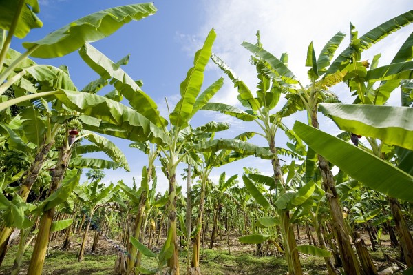 CSJ declara inexequible artículo de ley que regula retiro anticipado de bananeros