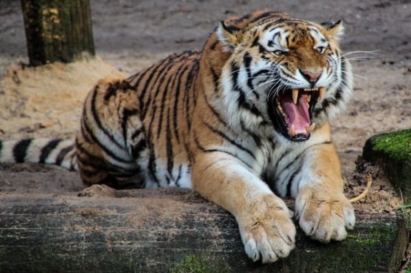 Muere una cuidadora del zoológico de Zúrich tras ser herida por un tigre