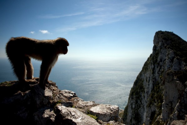Los macacos del Peñón de Gibraltar serán protegidos contra el Covid-19, tocarlos será delito