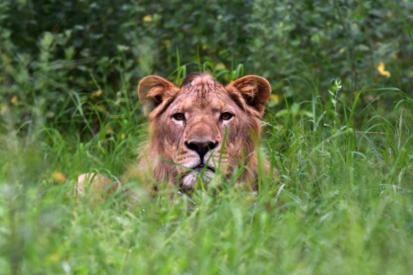 Zoológico de Pakistán subasta a sus leones