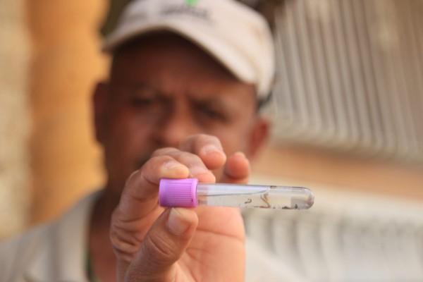 Panamá registra una notable disminución de casos de dengue en un 81%