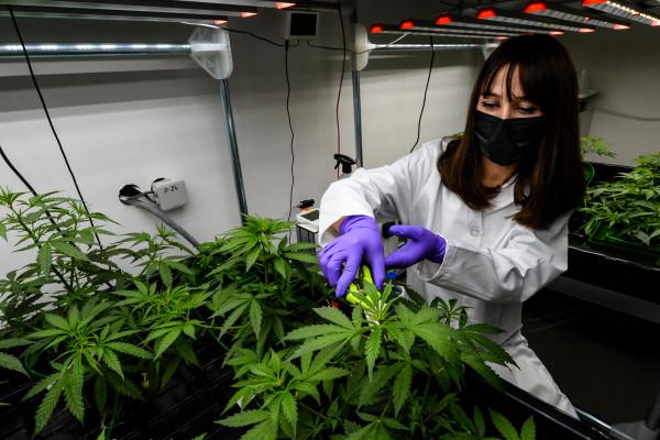 AFP | Plantación de cannabis medicinal.