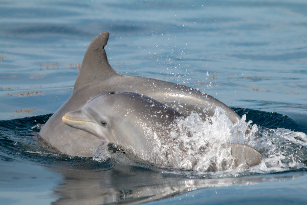 Delfines del Caribe occidental amenazados por el turismo de avistamiento