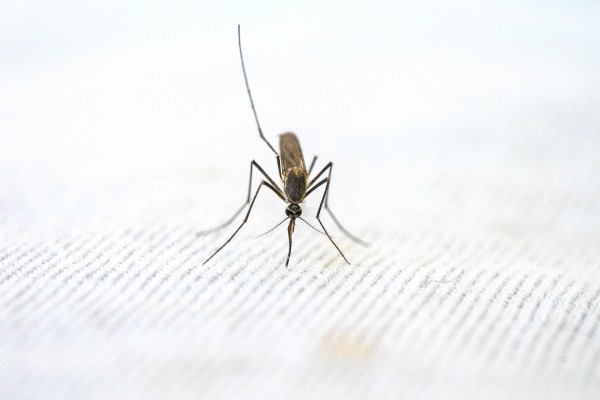 Minsa mantienen alerta de vigilancia epidemiológica por casos de malaria