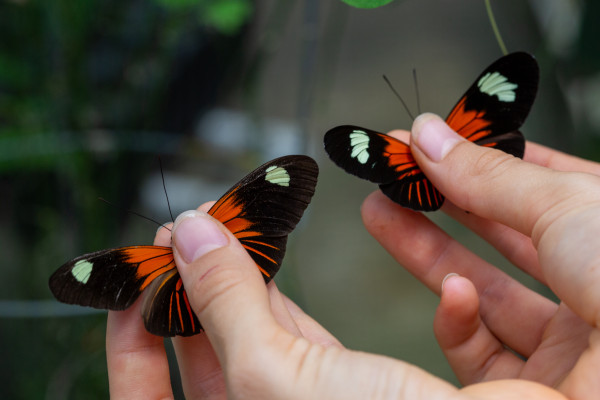 Científicos analizan cómo el mimetismo de patrones de color evoluciona en mariposas