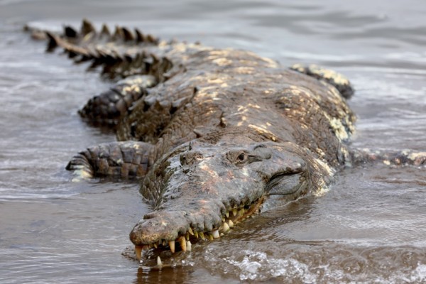 MiAmbiente investiga captura y maltrato de un cocodrilo en Aguadulce