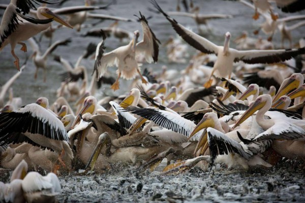 Alarmante mortandad de aves en costa panameña