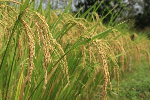 Más de 90 mil hectáreas de arroz se prevén cultivar para el ciclo 2022-2023