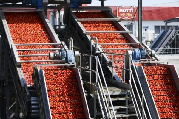 El rey del tomate en Italia quiere ser un ejemplo para el mundo
