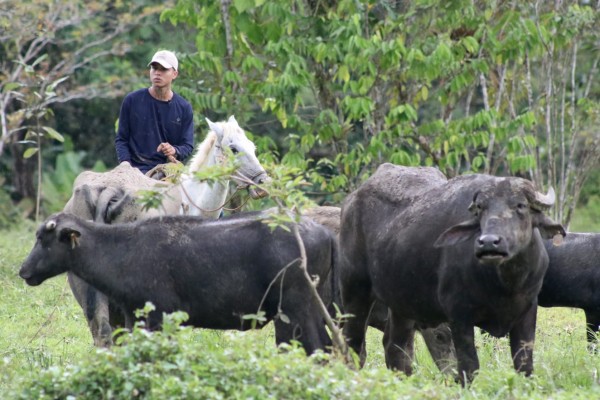 Entregan búfalos a productores de Coclesito