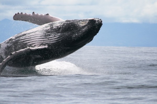 Avistamiento de ballenas: alerta por su impacto