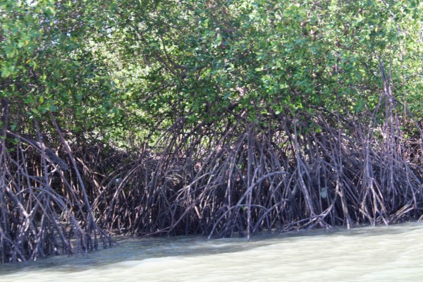 Un nuevo proyecto restaurará 250 hectáreas de manglar en  Bahía de Chame