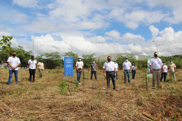 Siembran más 100 plantones en áreas revertidas de Chivo-Chivo