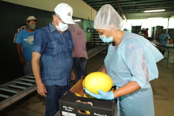Estados Unidos flexibiliza el ingreso de melón, sandía y zapallo desde Panamá