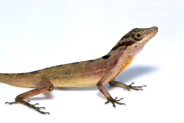 La biodiversidad puede limitar las invasiones: lecciones de lagartijas en las islas del Canal de Panamá