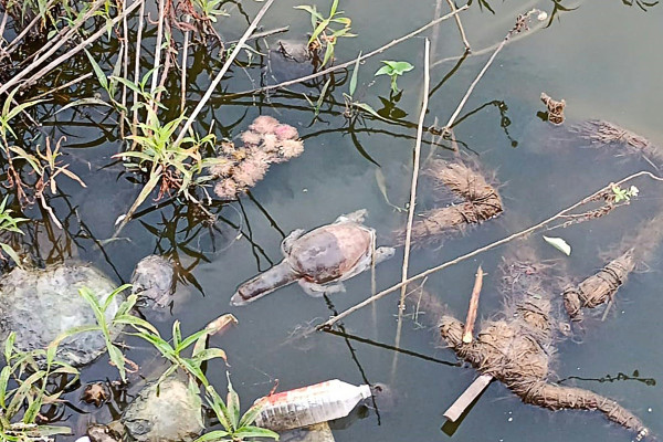 Decenas de tortugas mueren en India, probablemente envenenadas