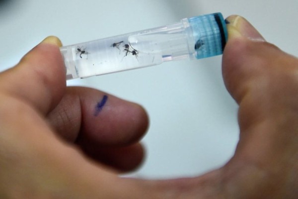 Panamá registra 1,537 casos de dengue durante 2019