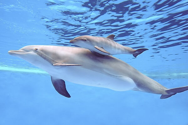Canadá prohíbe captura y cría de delfines y ballenas