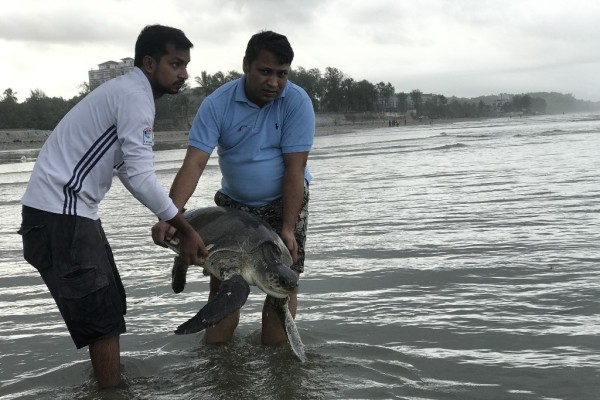 Al menos 20 tortugas mueren en Bangladés atrapadas por residuos plásticos