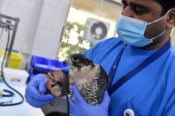 Un hospital de halcones en Emiratos Árabes para preservar la tradición