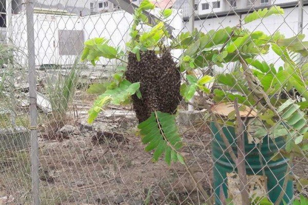 Más de cinco mil reportes de abejas han atendido los bomberos