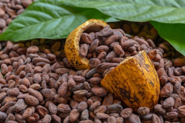 Cacao bocatoreño, entre los 50 mejores del mundo