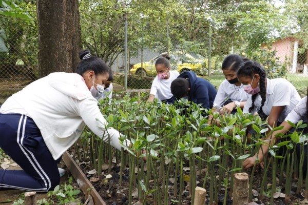 Centros escolares se preparan para la reforestación de manglares