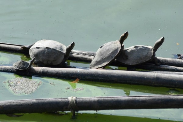 Un templo indio ayuda a tortugas 'extintas' en su hábitat