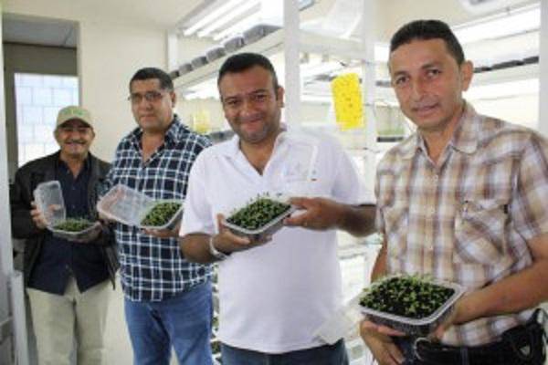 Garantizan suministro de papa, cebolla y lechuga en el mercado