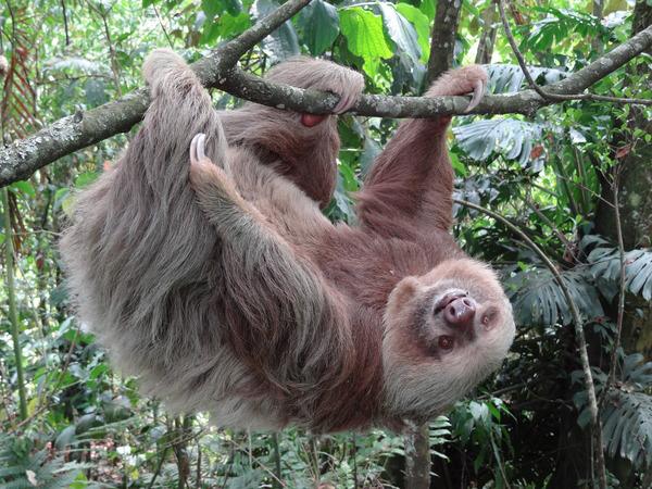 Perezosos, los aliados esenciales del abono natural de los bosques