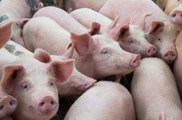 El gobierno comprará 400 mil libras de carne de cerdo a productores panameños